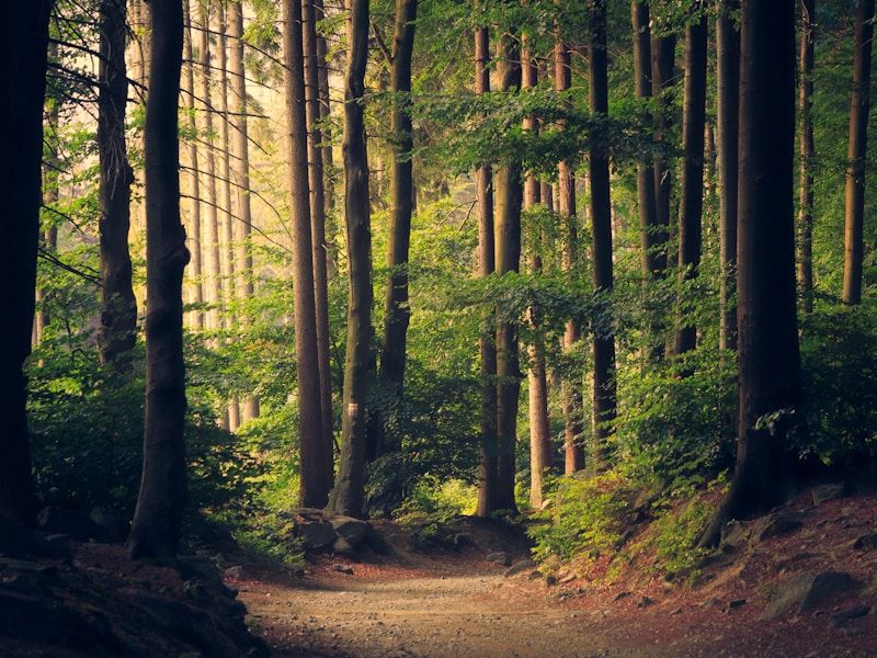 Entoto Natural Park Tour